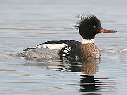 The genus name is a latin word used by pliny and other roman authors to refer to an unspecified waterbird, and serrator is a sawyer from latin serra, saw. Focus On Tricky Sawbills Birdguides