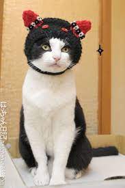 Cute Cat Cute Hat Popular Cat Breeds Cats Crazy Cats