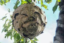 Check spelling or type a new query. Nid De Frelon Asiatique 3 Choses A Faire Pour S En Debarrasser Detente Jardin