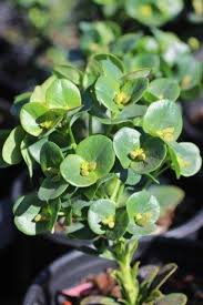 Image result for Euphorbia lividiflora