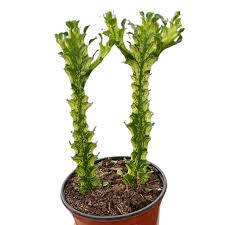 Image result for Euphorbia williamsonii