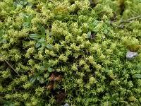 Image result for Xerophyta squarrosa