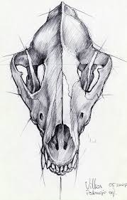 Wolf Skull To Use As Content For Tattoo Kafataslari Eskiz Ve Cizim