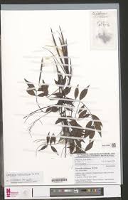 Image result for Dewevrella cochliostema