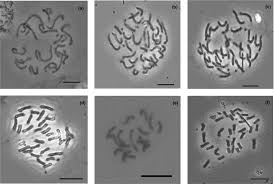 Image result for Impatiens gesneroidea