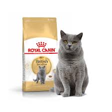 Image result for British shorthair