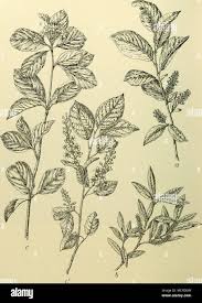 Image result for Commiphora mombassensis