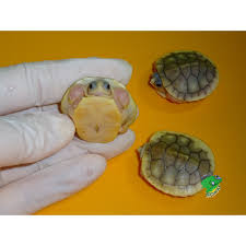 Pink belly side neck turtles for sale (emydura subglobosa). Caramel Pink Albino Red Ear Slider Baby Strictly Reptiles Inc