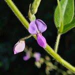 Image result for Desmodium uncinatum