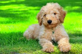 Check spelling or type a new query. How To Find The Best Breeder For Your Next Puppy 128 Hours Per Week