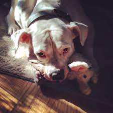Olive Oil The Massive American Bulldog Looking Adorable After She Stole Her Foster Sister S New Elephant S Elephant Stuffed Animal American Bulldog Street Dogs