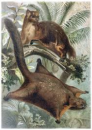 The red giant flying squirrel is a large species of flying squirrel. Red Giant Flying Squirrel Old Book Illustrations