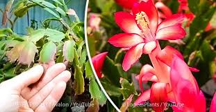 White stuff on christmas cactus. If Your Christmas Cactus Only Seems To Sprout Flowers Once In A Blue Moon This Will Have You Seeing Beautiful Christmas Cactus Windowsill Garden Desert Plants
