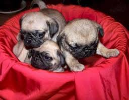Pug puppies spot offers one in a million puppies of the highest quality and standards pug puppies. Adorable Ckc Reg Pug Puppies For Sale In Columbus Georgia Classified Americanlisted Com