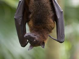 However, unlike fuzzy little bees, colorful butterflies and other daytime pollinators, bats show up at night and they don't get a lot of credit for their hard work. Fruit Bat Bat Facts And Information