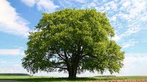 Types of trees, many types of evergreen, deciduous and flowering tree picture categories containing beautiful tree pictures of different tree types, we have lots beautiful tree pictures. Chapter 8 Prediction With Decision Trees Do A Data Science Project In 10 Days