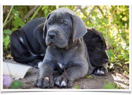 They will be available at 8 weeks, july 18. Great Dane Puppies For Sale Near Me Petfinder