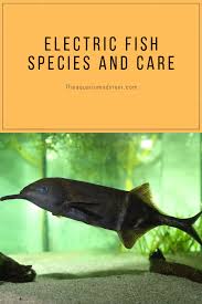 electric fish species and care fish eel facts dangerous fish