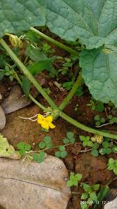 Image result for Cucumis prophetarum