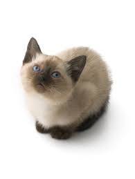 In addition to the siamese points, himmies also come in coat colors of flame point, tortie point (females only). Questions About Siamese Kittens Lovetoknow