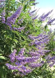 Image result for Vitex fischeri