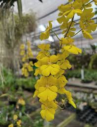 Image result for Ozoroa gomesiana