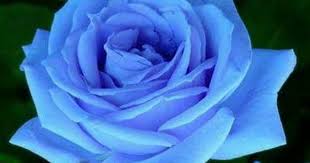 Pin By Hacer C On Rose E Fiori Rose Blue Roses Planting Bulbs