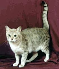 Average sized felines with a vague oriental hint. Australian Mist Poc