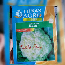 Budidaya tanaman kubis bunga (brassica oleraceae var botrytis l yogyakarta. Kubis Bunga Kembang Kol Benih Jayanti Hibrida F1 10 Gr Shopee Indonesia