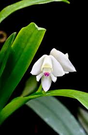 Image result for Polystachya cultriformis