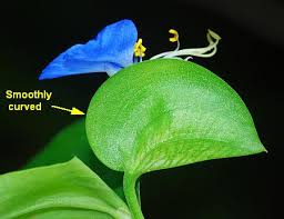 Image result for Commelina