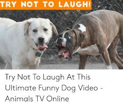 Try Not To Laugh Try Not To Laugh At This Ultimate Funny Dog Video Animals Tv Online Animals Meme On Me Me Dogs and cats try not to laugh.