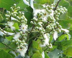 Image result for Eucalyptus torelliana