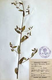 Image result for Helinus