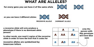 Recessive Genetics Alleles Genes Traits Expii