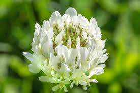 Check out our clover flower selection for the very best in unique or custom, handmade pieces from our shops. White Clover Flower Photograph By Iris Richardson