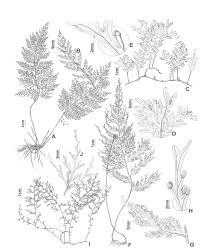 Image result for Abrodictyum rigidum
