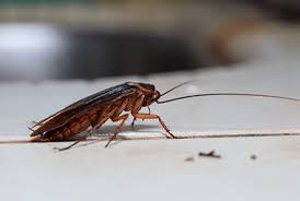We are an integrated pest management company performing german roach service the same way it is performed in hospitals, hotels and public schools for safety. American German Or Oriental Which Cockroach Am I Dealing With Russell S Pest Control
