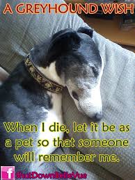 When I Die Let It Be As A Pet So Someone Will Remember Me Greyhound Rescue Grey Hound Dog Greyhound