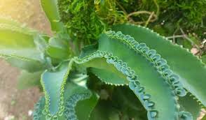 People waste so much time and money on supplements that aren't good for them and don't work. Mother Of Thousands Varieties Gardential Com