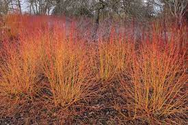 The species, cornus sanguinea, is native to most of europe and western asia, including some parts of the. Cornus Sanguinea Midwinter Fire Bloodtwig Dogwood Midwinter Fire European Dogwood Midwinter Fire Dogwood Midwinter Red Dogwood Dogwood Winter Garden