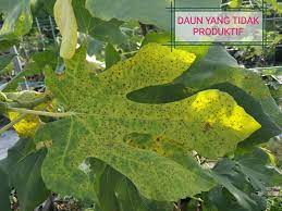 Perkembangan pokok long red mulberri. Masalah Daun Kering Dan Gugur Fig Fertigation Malaysia Facebook