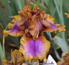Photo Of The Bloom Of Tall Bearded Iris Iris Maggie Beth Posted By Aruba1334 All Things Plants Iris Flowers Day Lilies Showy Flowers