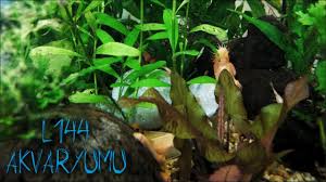 L144 Akvaryumu Youtube