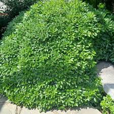 Image result for Pittosporum abyssinicum