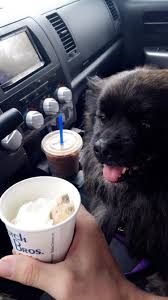 Check spelling or type a new query. After Taking My Dog To The Vet I Rewarded Him With A Puppuccino From Dutch Bros Aww