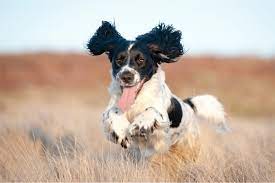 12 Dogs With Floppy Ears With Pictures Reader S Digest
