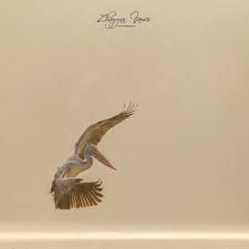 Slow Turn A Spot Billed Pelican Banks Lazily For A Turn In The Morning Light Over The Calm Water Of The Kaveri River Wildlife Wildlifephotography Nature N