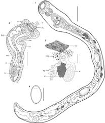 Image result for Dignathia