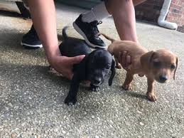 Cute puppies is a small breeder of miniature dachshunds. View Ad Dachshund Puppy For Sale Near Virginia Newport News Usa Adn 33188